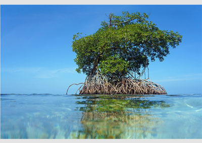 Mangrove