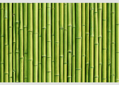 Bambus grün