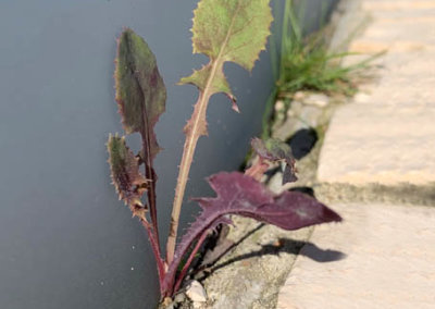 Löwenzahn wächst aus der Glas-Lagerfuge